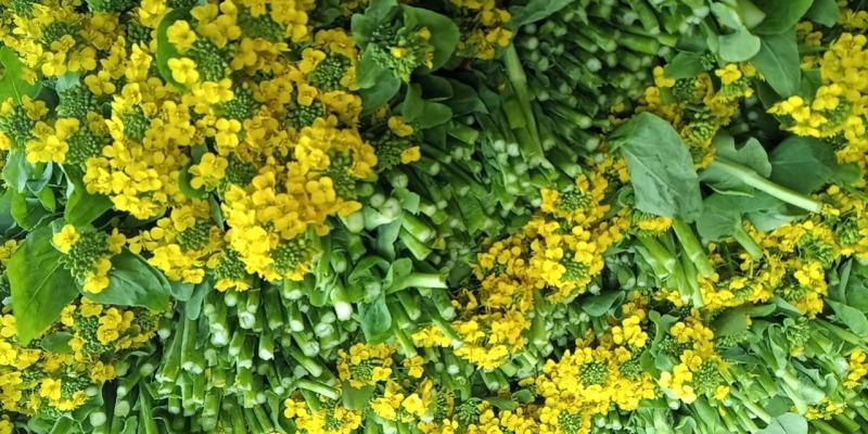 麻叶菜菜苔平坝夏云这里