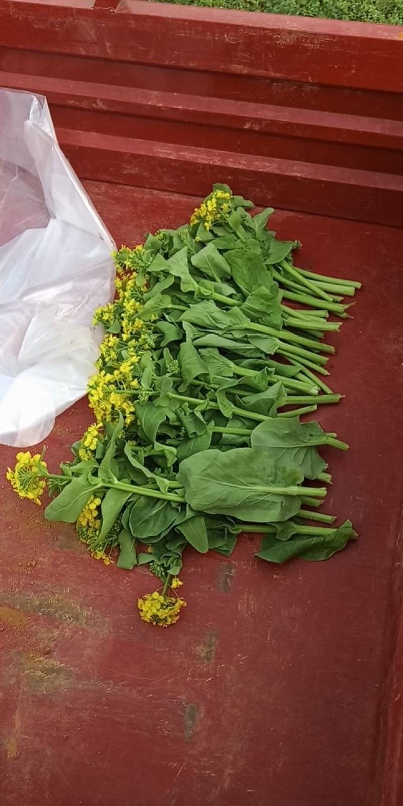 麻叶菜菜苔平坝夏云这里
