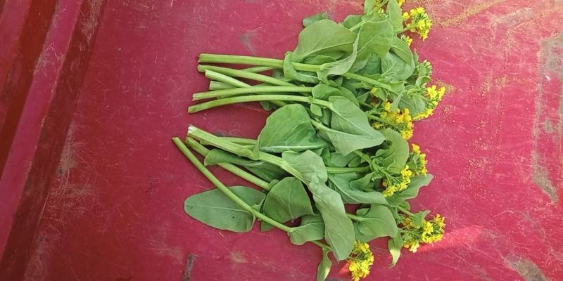 麻叶菜菜苔平坝夏云这里
