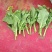 麻叶菜菜苔平坝夏云这里