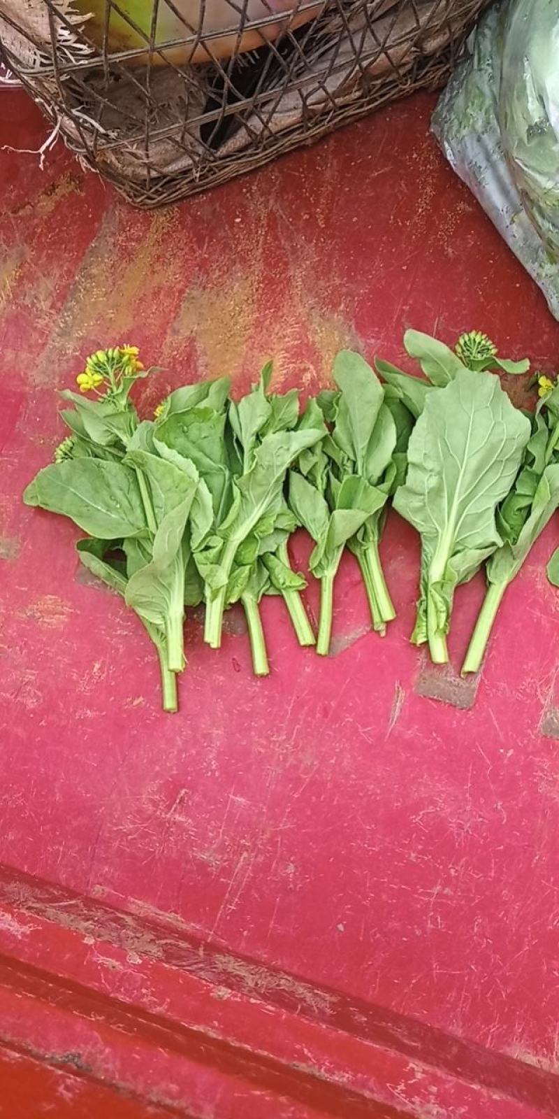 麻叶菜菜苔平坝夏云这里