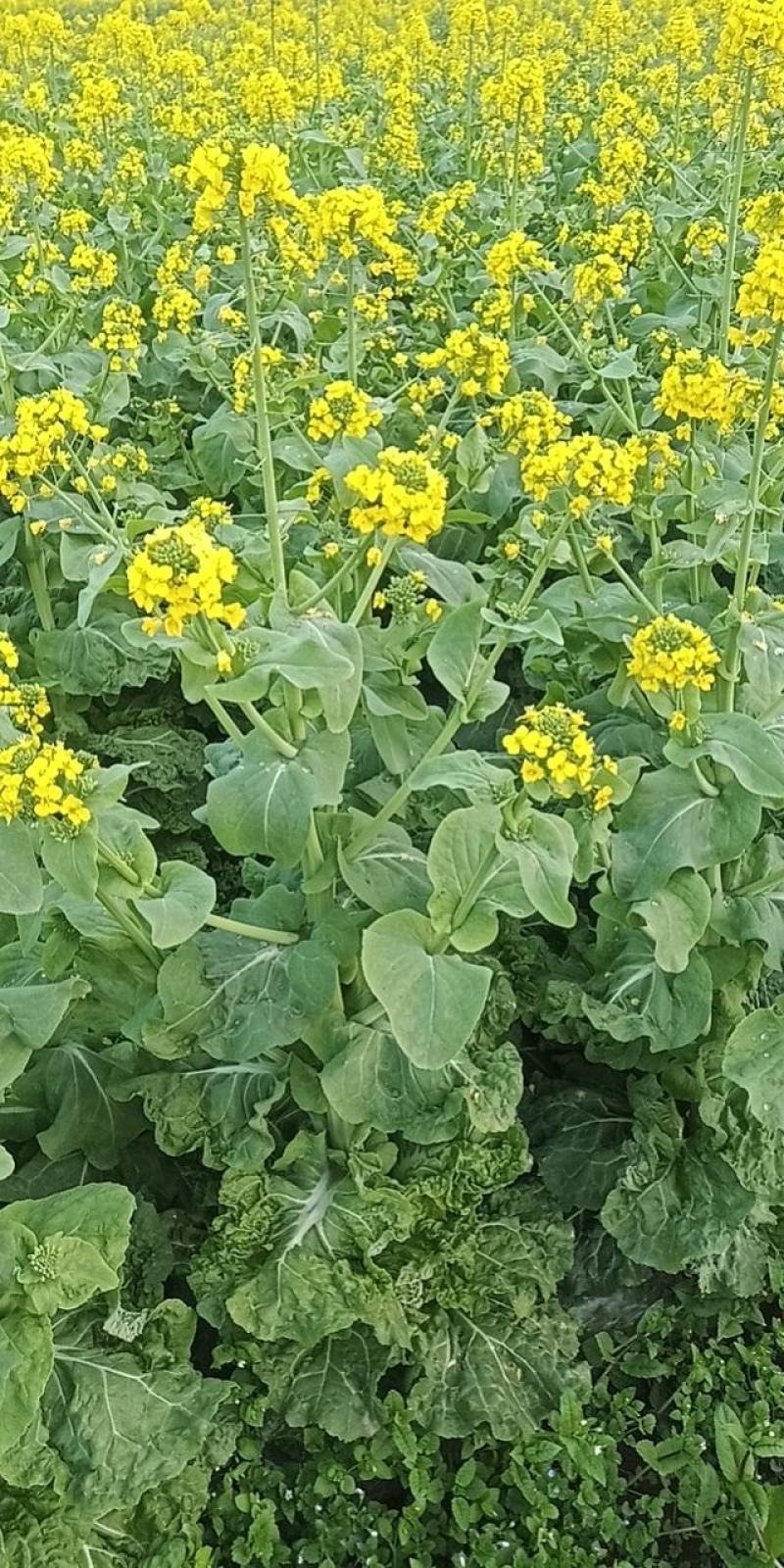 麻叶菜菜苔平坝夏云这里