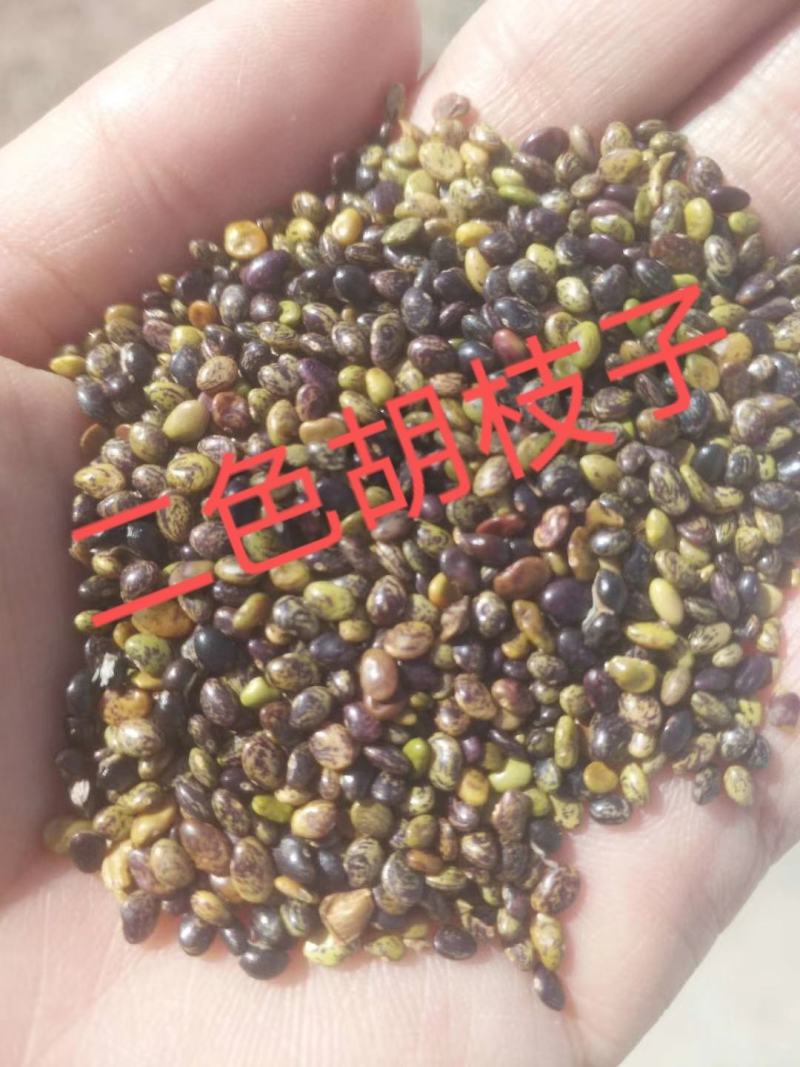 胡枝子种子，二色胡枝子种子，产地直销。