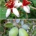 广州桃金娘菲油果种植场