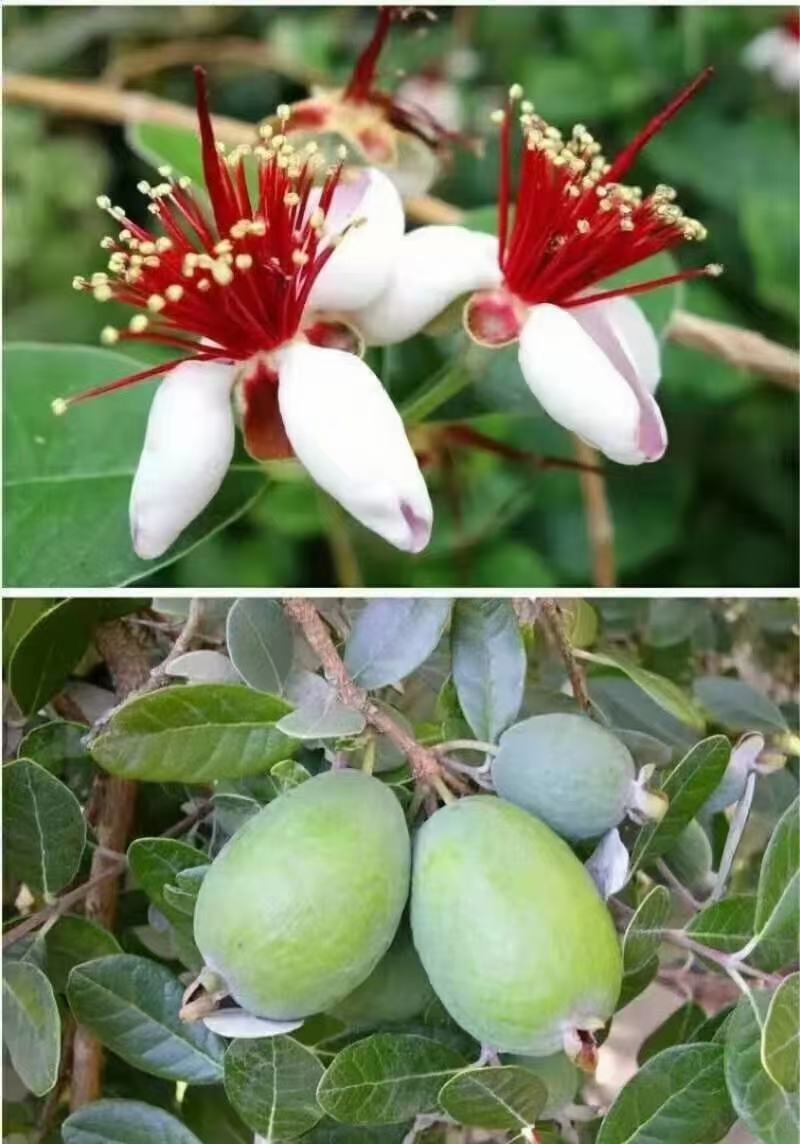 广州桃金娘菲油果种植场