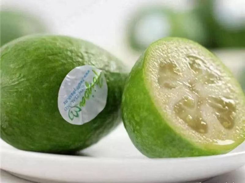 广州桃金娘菲油果种植场