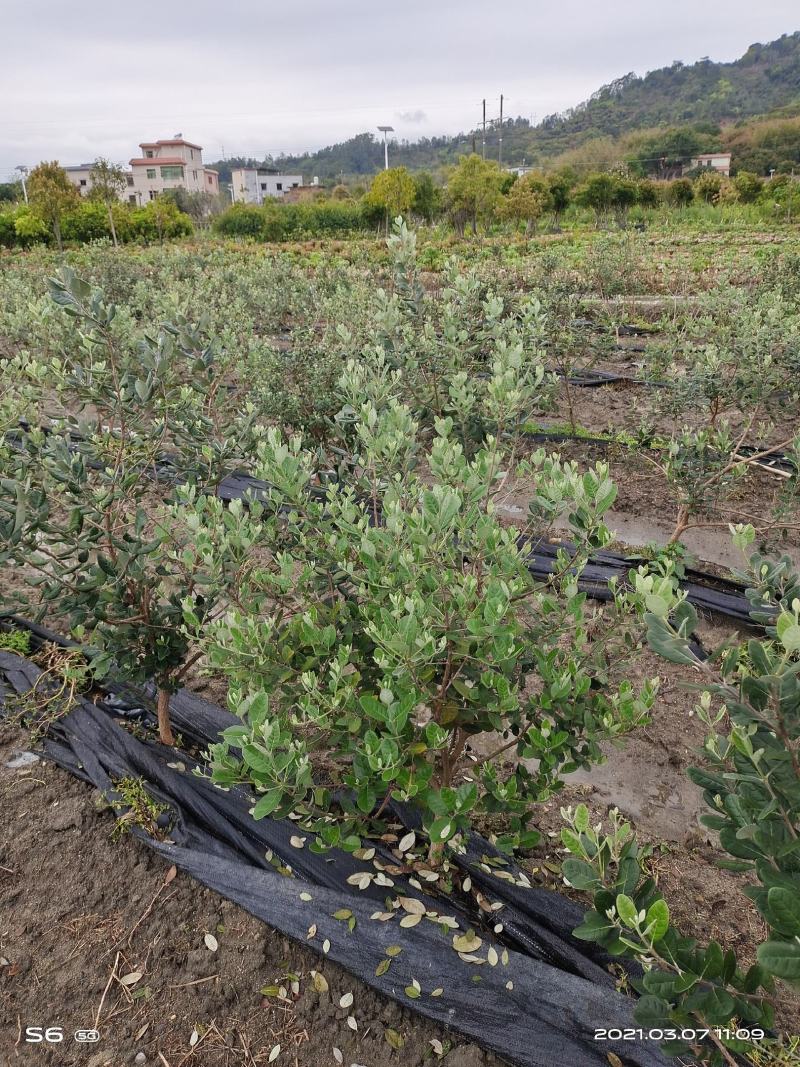 广州桃金娘菲油果种植场