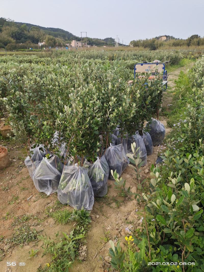 广州桃金娘菲油果种植场