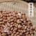 【万家合源南北干货特卖会】缅甸白花生