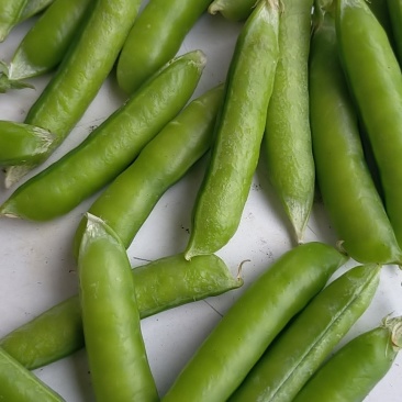 千亩豌豆种植基地一手货源欢迎电商工厂市场老板采购