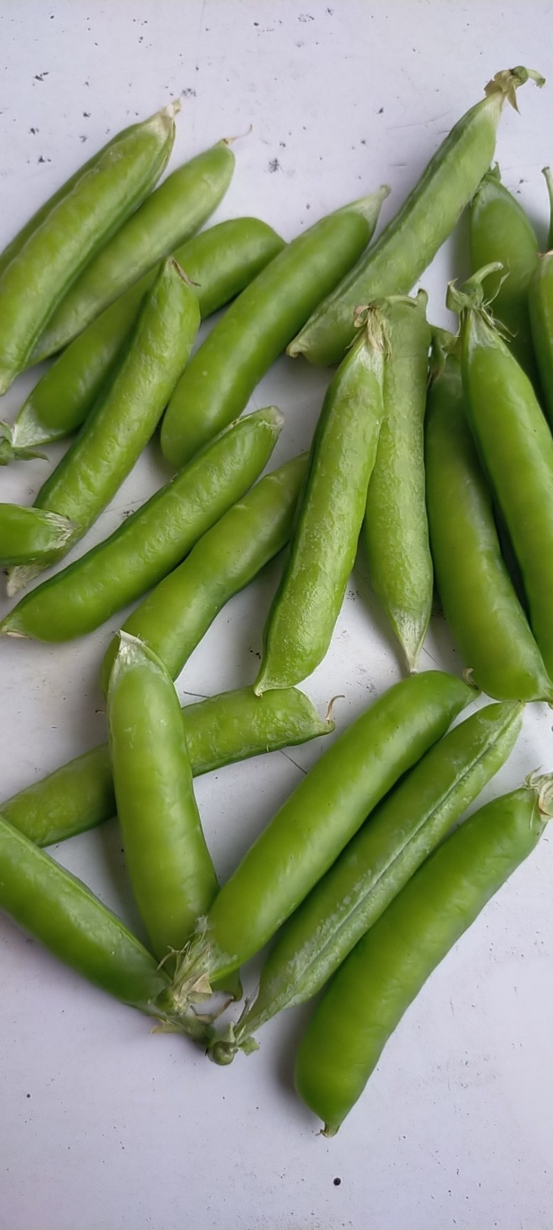 千亩豌豆种植基地一手货源欢迎电商工厂市场老板采购
