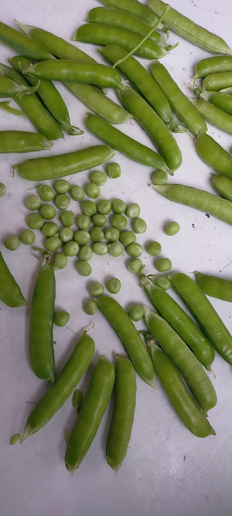 千亩豌豆种植基地一手货源欢迎电商工厂市场老板采购