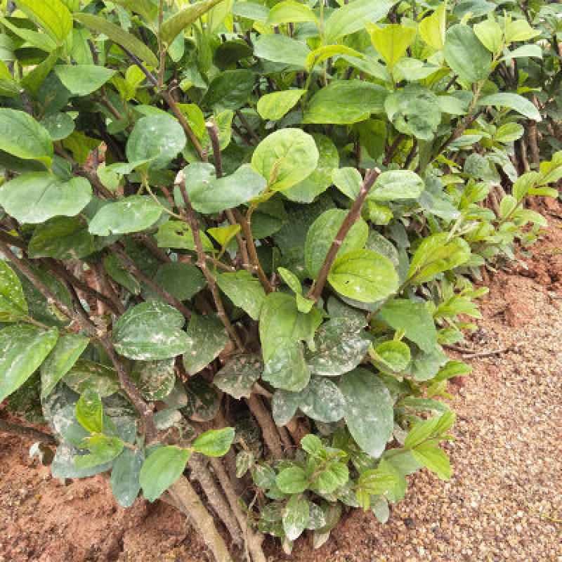 台湾大青枣树苗优质嫁接枣树苗适合各地种植基地直发现挖现发
