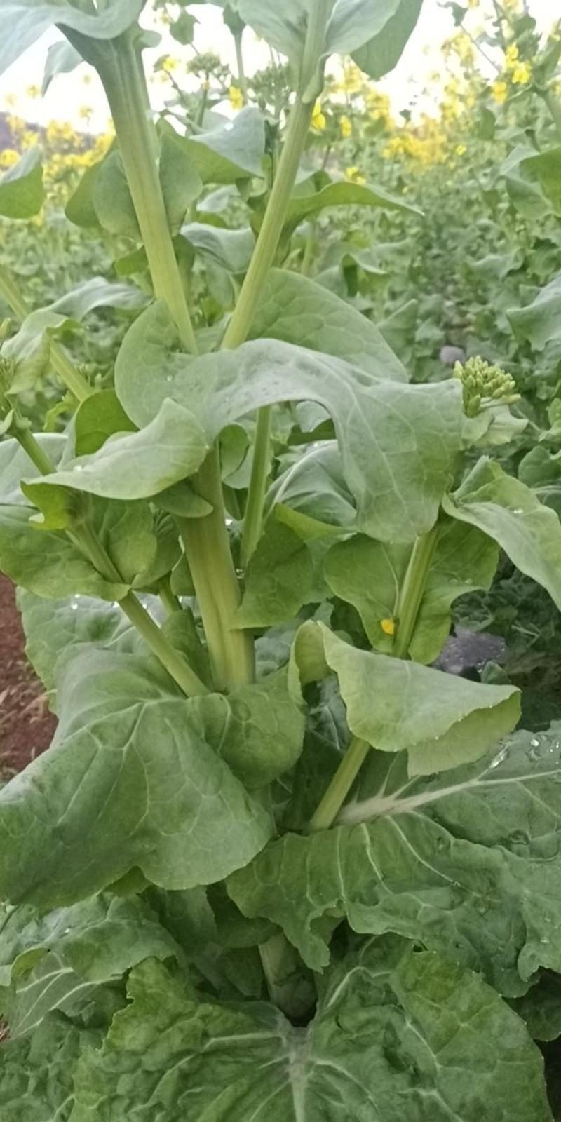 麻叶菜菜苔带花新鲜货。