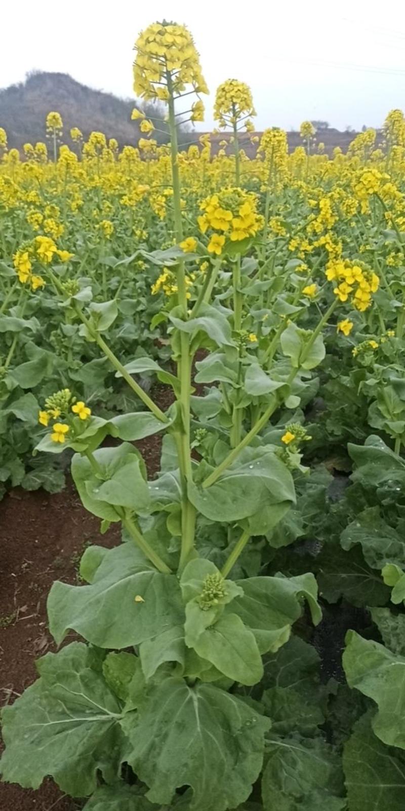 麻叶菜菜苔带花新鲜货。