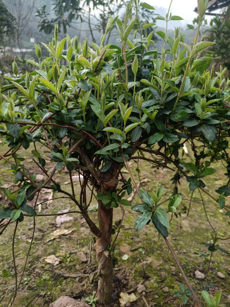 金银花苗，优良品种！四季花，产量高大苗！