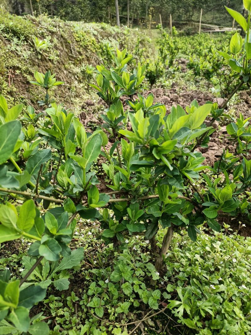 金银花苗，优良品种！四季花，产量高大苗！