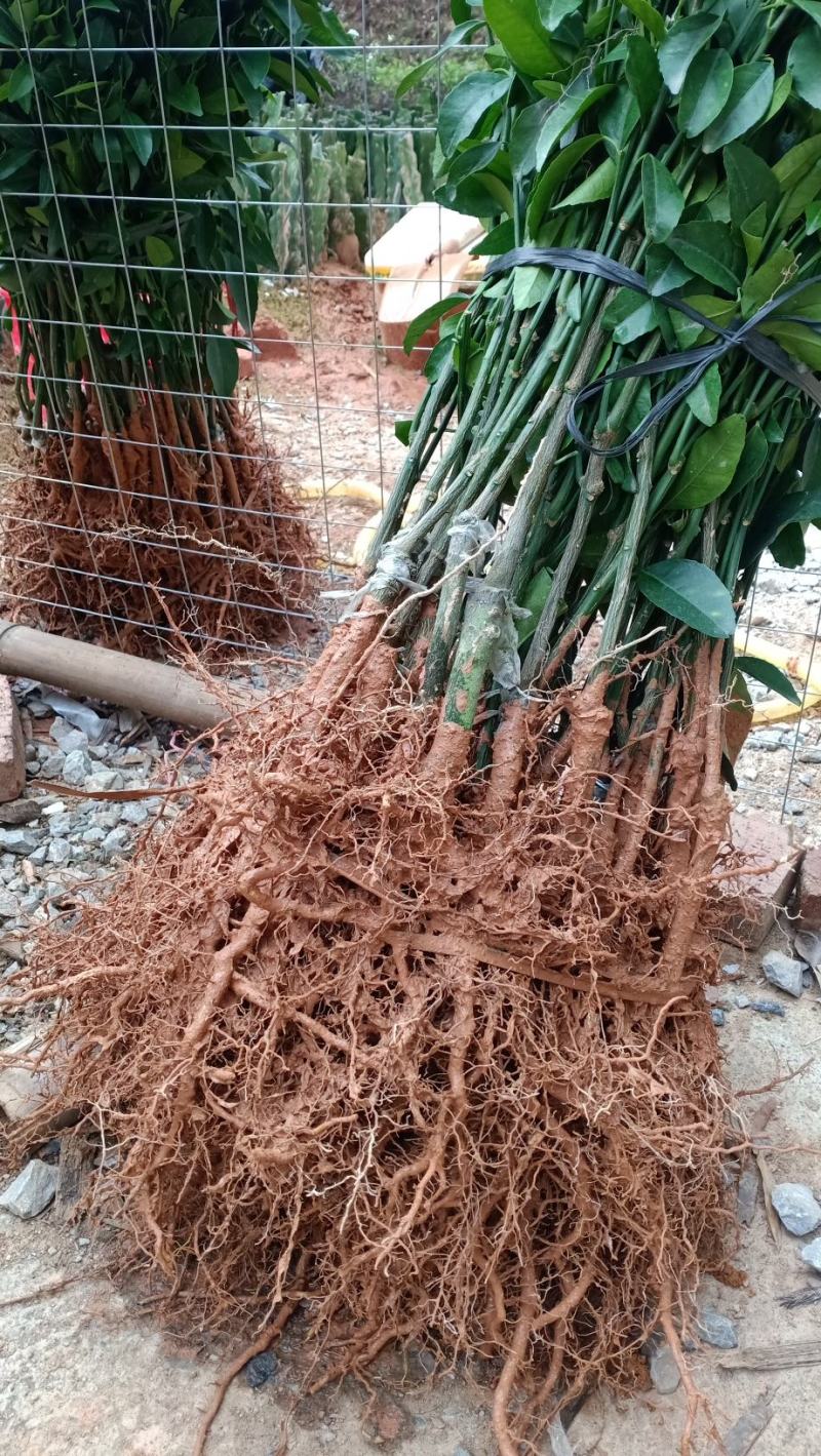 沃柑苗091无核沃柑苗柑橘类的佼佼者！白肉红肉珍珠肉柚苗