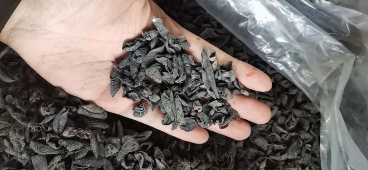黑木耳选购技巧 - 手指正在捏取几片干制黑木耳进行质感测试