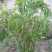 升麻苗山野菜苦嫩芽苗升麻种苗山野菜种苗
