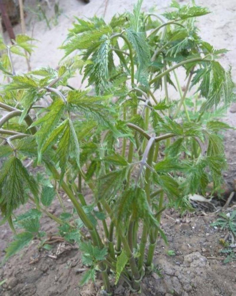 升麻苗山野菜苦嫩芽苗升麻种苗山野菜种苗