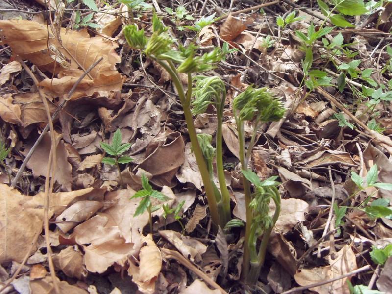 升麻苗山野菜苦嫩芽苗升麻种苗山野菜种苗
