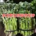 升麻苗山野菜苦嫩芽苗升麻种苗山野菜种苗