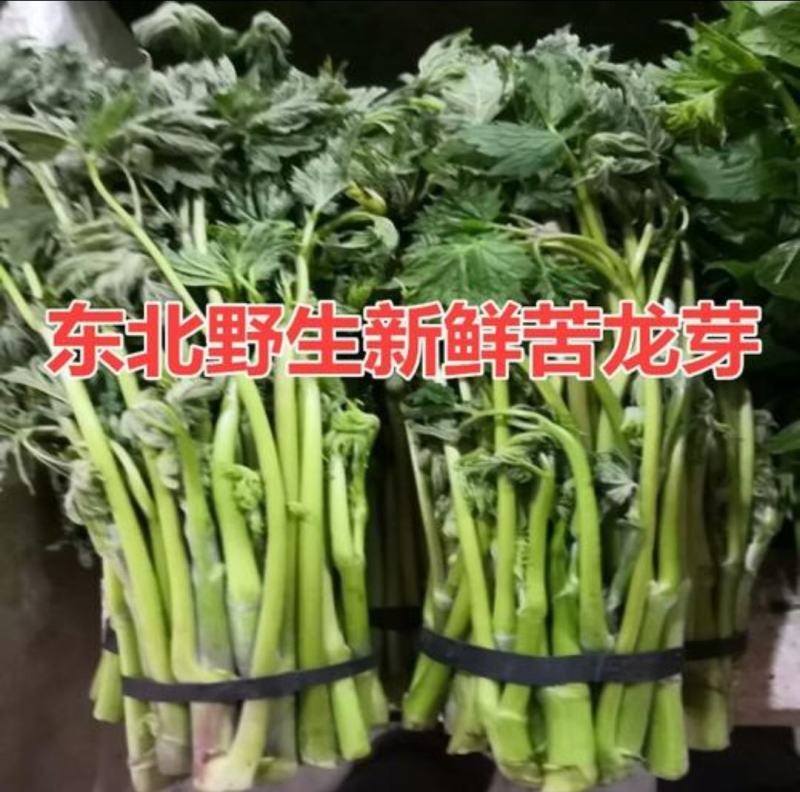 升麻苗山野菜苦嫩芽苗升麻种苗山野菜种苗