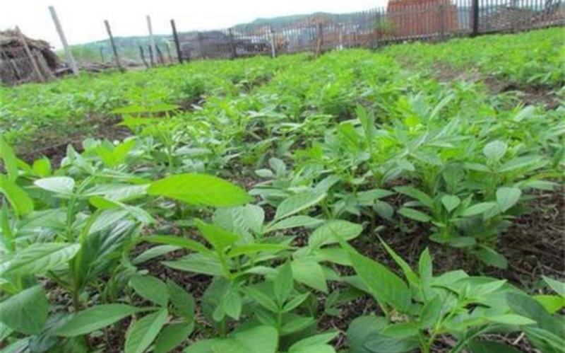 白鲜皮种苗基地现挖现发一年苗