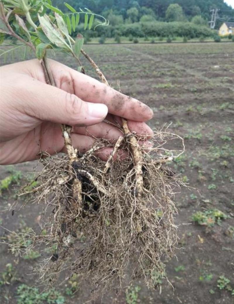白鲜皮种苗基地现挖现发一年苗
