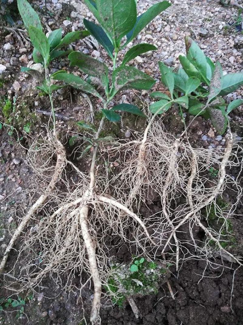 白鲜皮种苗基地现挖现发一年苗