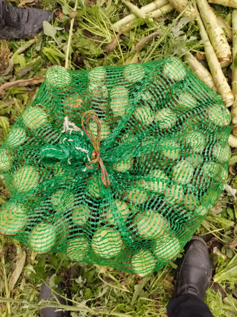 莴笋光杆莴笋基地直发欢迎欢迎热烈欢迎欢迎欢迎热烈欢迎