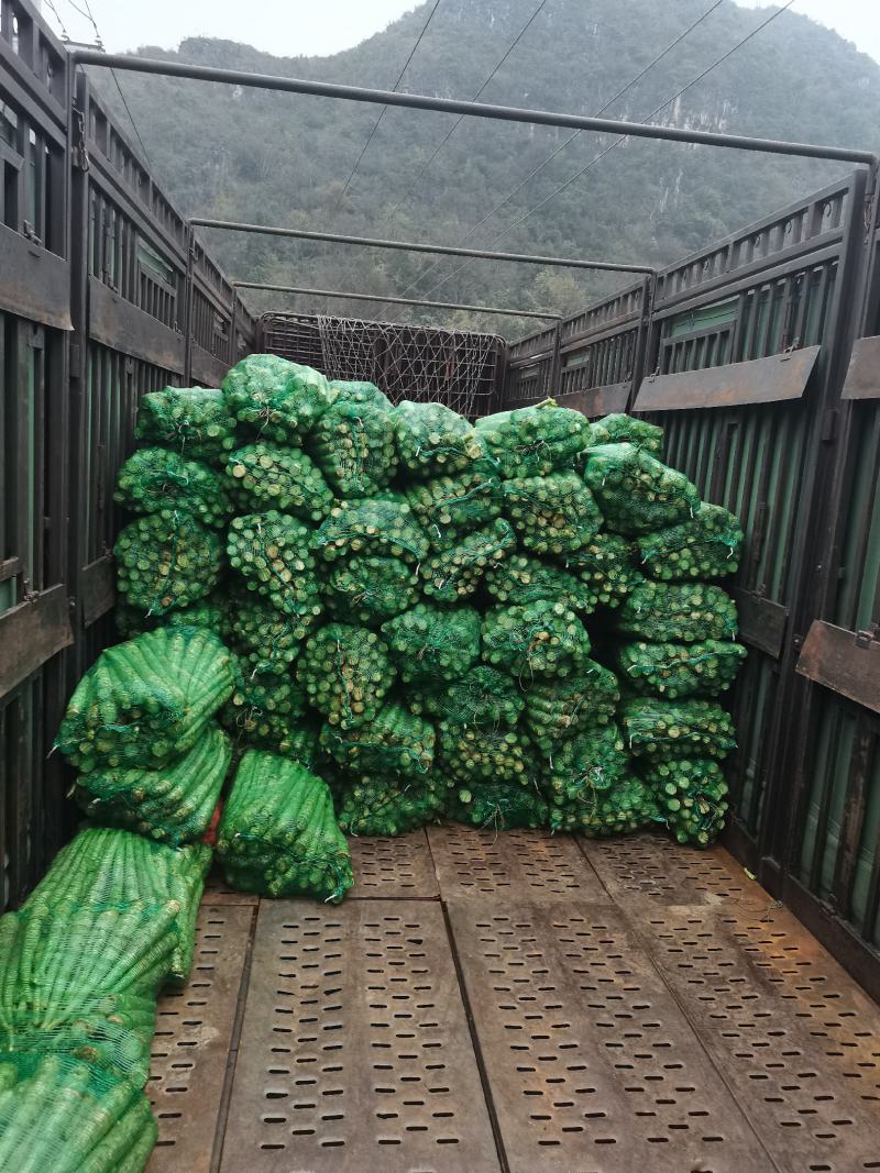 莴笋光杆莴笋基地直发欢迎欢迎热烈欢迎欢迎欢迎热烈欢迎