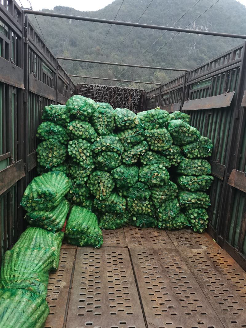 莴笋光杆莴笋基地直发欢迎欢迎热烈欢迎欢迎欢迎热烈欢迎