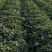 《商薯19苗》脱毒苗扩繁苗3000亩育苗基地。