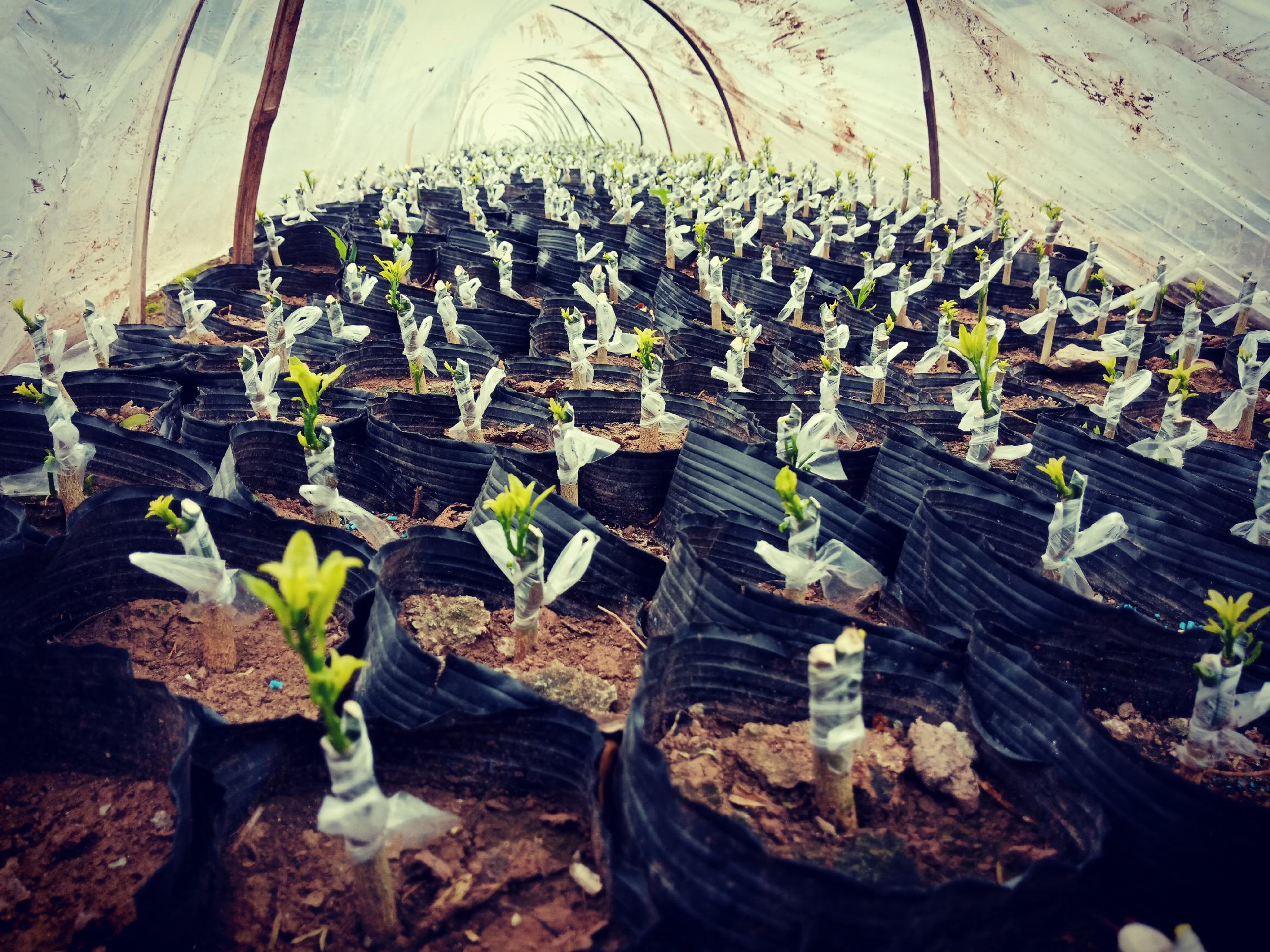 一片规模化沃柑育苗基地,整齐排列的黑色营养钵中生长着高度一致的沃柑小苗,每株高约12厘米,叶片油绿发亮,背景可见遮阳网和喷灌设施,地面铺设防草布,环境整洁有序 沃柑育苗基地场景