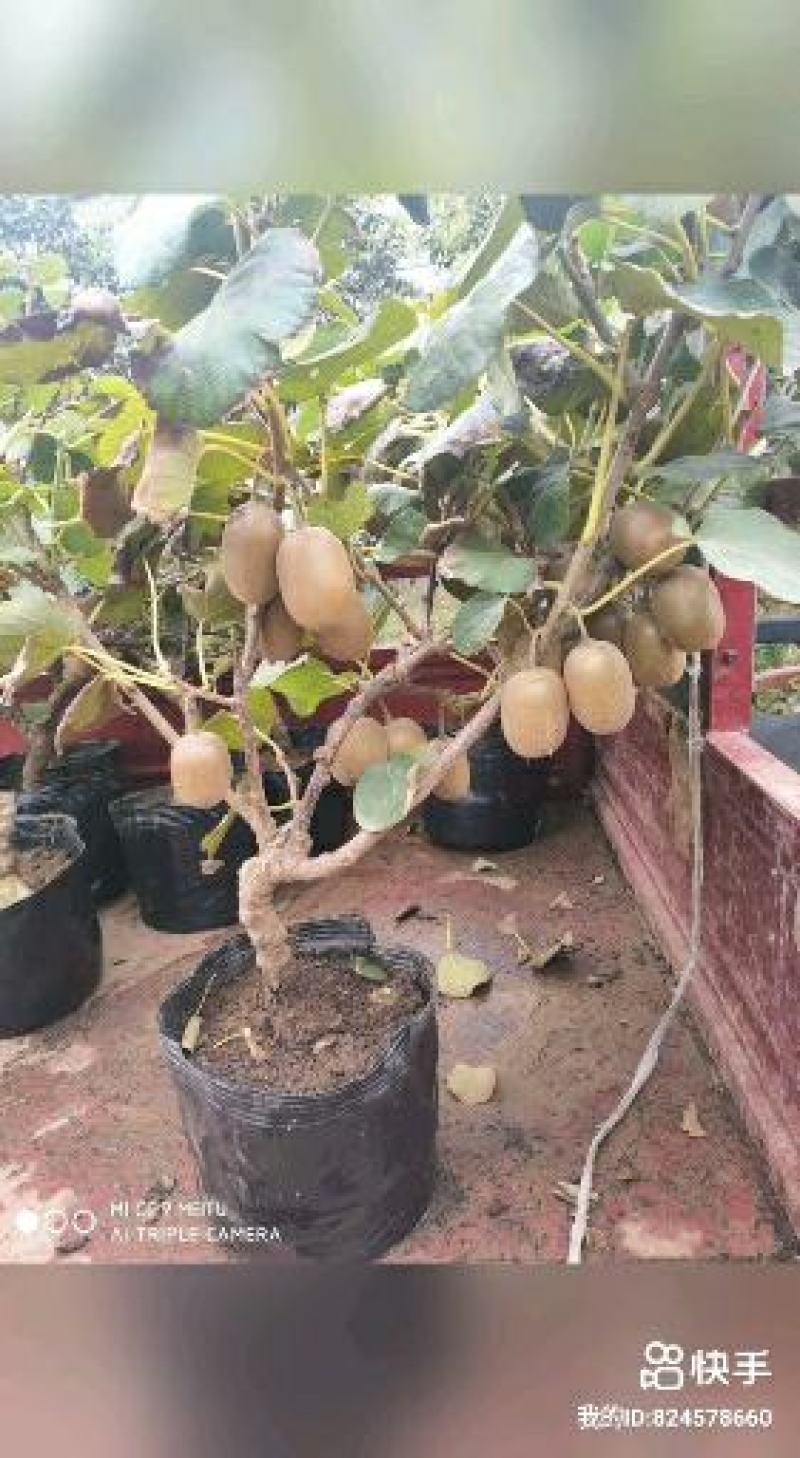 猕猴桃树苗红心猕猴桃嫁接果树苗盆栽地栽南北方种植当年结果