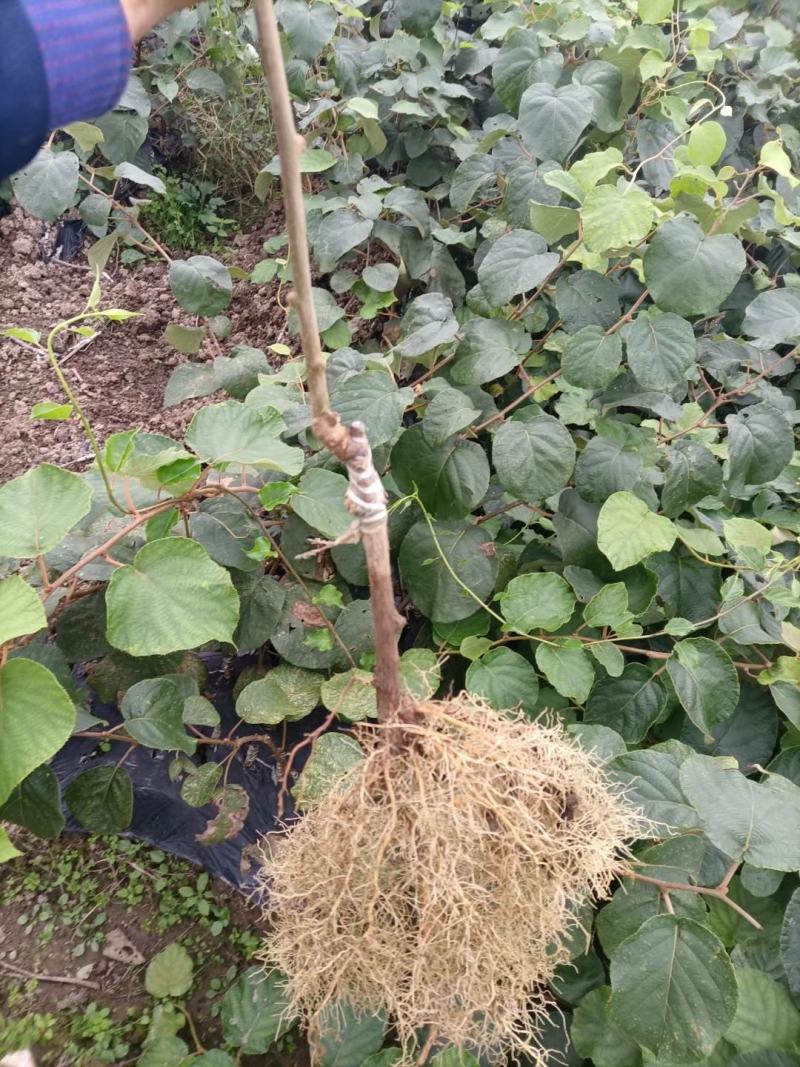 猕猴桃树苗红心猕猴桃嫁接果树苗盆栽地栽南北方种植当年结果