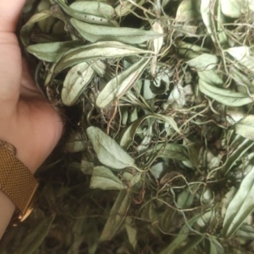 野生抱石连，石瓜子干货，