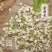 【万家合源南北干货特卖会】茉莉花