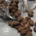 【万家合源南北干货特卖会】胖大海