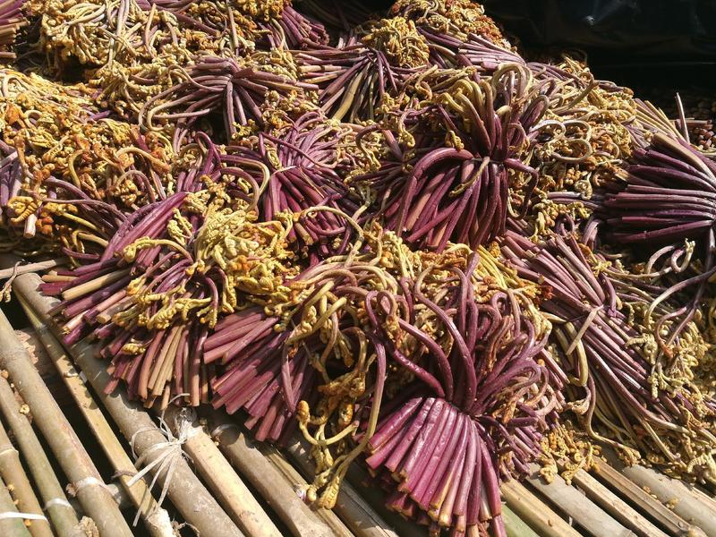 昭通市保鲜蕨菜色泽鲜红质量上乘适合食品厂半成品代加工