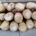 供应竹笋，竹笋农家蔬菜体量大，质量好，价格优