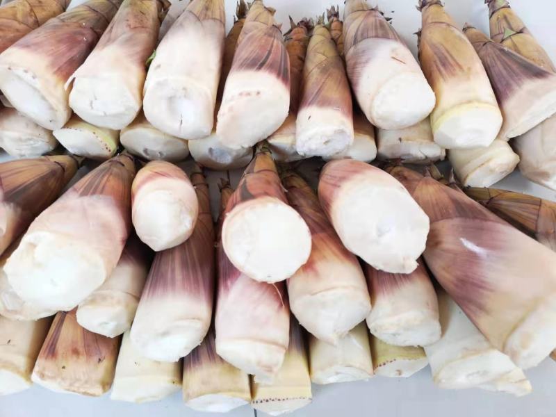 供应竹笋，竹笋农家蔬菜体量大，质量好，价格优