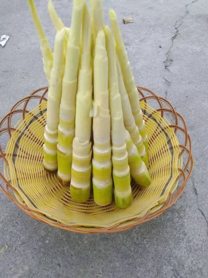 供应竹笋，竹笋农家蔬菜体量大，质量好，价格优
