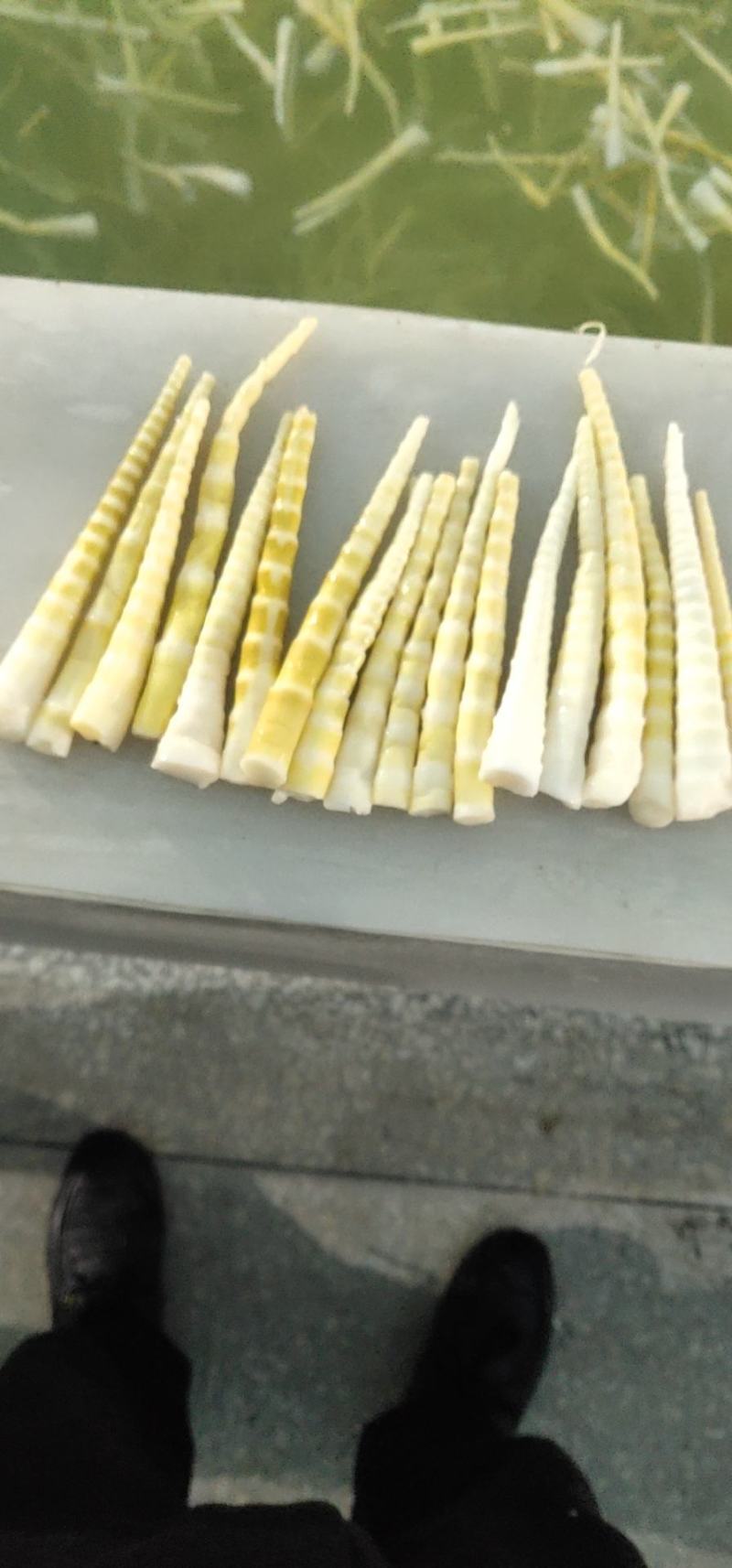 供应竹笋，竹笋农家蔬菜体量大，质量好，价格优