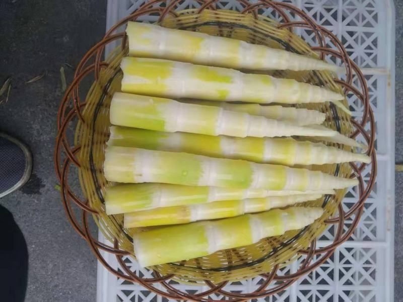 供应竹笋，竹笋农家蔬菜体量大，质量好，价格优