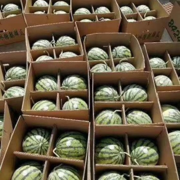 江苏连云港西瓜无籽西瓜大量上市中诚信报价欢迎咨询