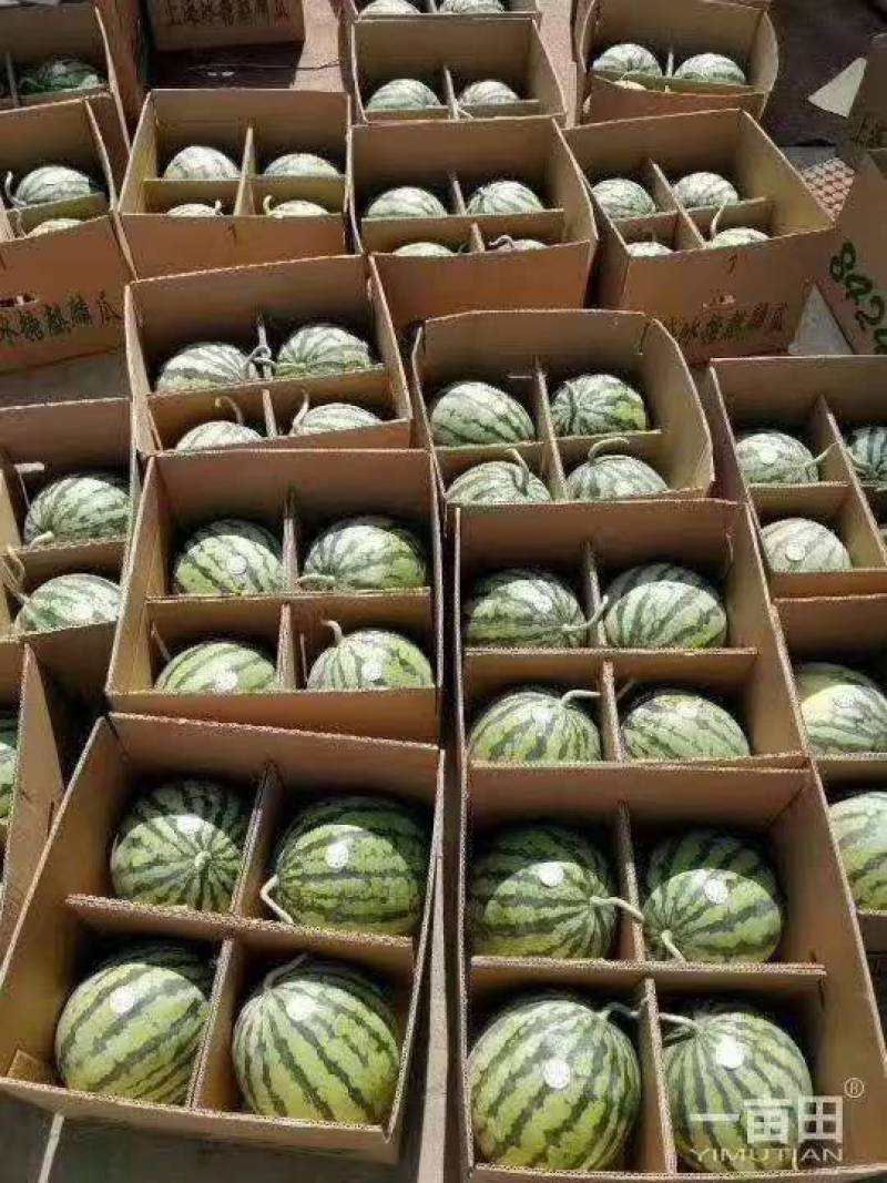 江苏连云港西瓜无籽西瓜大量上市中诚信报价欢迎咨询