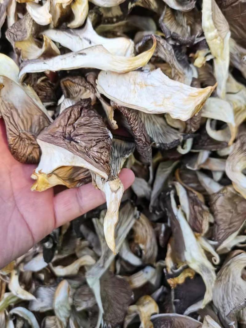 干蘑菇菌菇食用菌，，，